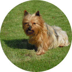 Yorkshire Terrier hondjeshoeve